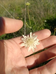 Pycnocomon rutifolium