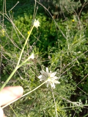 Pycnocomon rutifolium