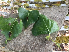 Pemphigus spyrothecae