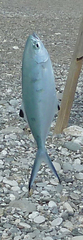 Trachinotus ovatus