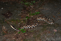 Deinagkistrodon acutus