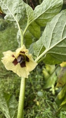 Physalis gracilis