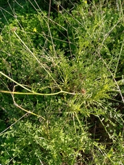 Pycnocomon rutifolium