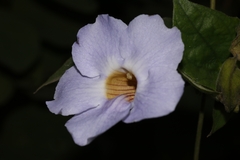 Thunbergia grandiflora