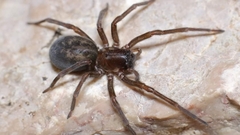 Amaurobius ferox