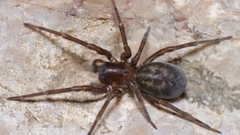 Amaurobius ferox