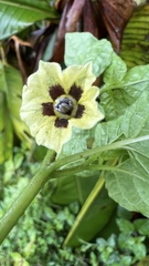 Physalis gracilis