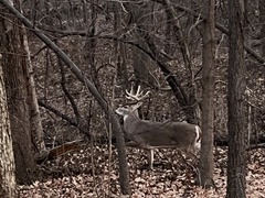 Odocoileus virginianus macrourus