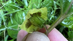 Physalis gracilis