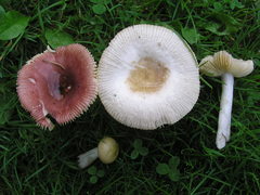 Russula gracilis