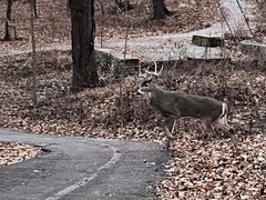 Odocoileus virginianus macrourus