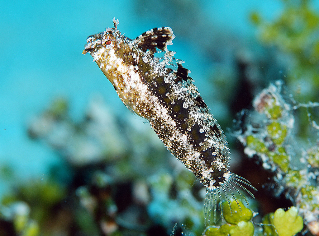 Highfinned Blenny