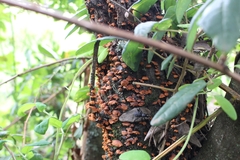 Anthracophyllum discolor