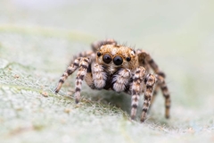 Attulus distinguendus