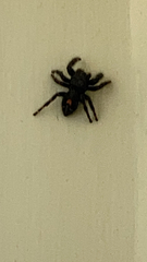 Phidippus audax