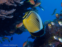 Chaetodon austriacus