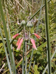Alstroemeria isabellana