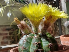 Parodia ottonis