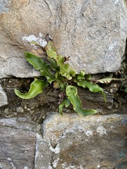 Asplenium scolopendrium scolopendrium