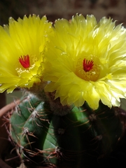 Parodia ottonis