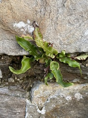 Asplenium scolopendrium scolopendrium