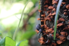 Aegorhinus superciliosus