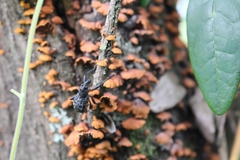 Aegorhinus superciliosus