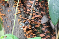 Aegorhinus superciliosus