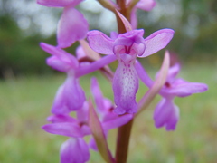 Orchis mascula laxifloriformis