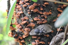 Aegorhinus superciliosus