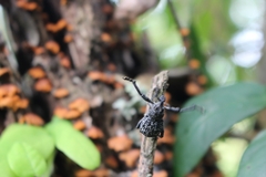 Aegorhinus superciliosus