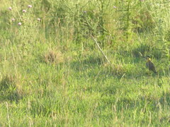 Colaptes campestris campestroides