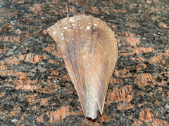Pinnidae
