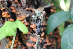 Aegorhinus superciliosus