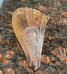 Pinnidae