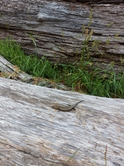 Pseudemoia pagenstecheri