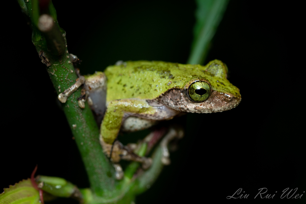 Green Iris Tree Frog
