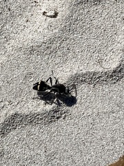 Traumatomutilla indica