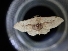 Idaea gemmata