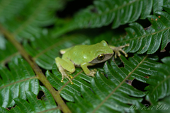 Kurixalus berylliniris