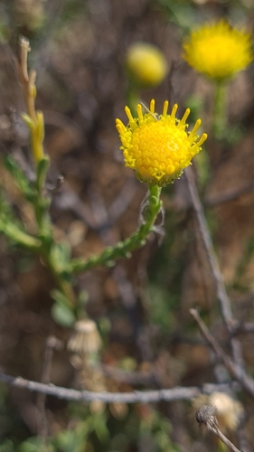 Image of Nolletia arenosa by (c) Petra Holland, some rights reserved (CC BY)