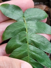 Blechnum occidentale