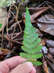 Blechnum occidentale
