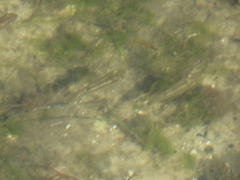 Heterandria formosa