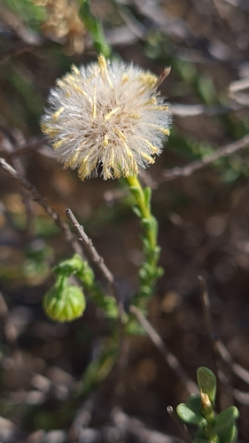 Image of Nolletia arenosa by (c) Petra Holland, some rights reserved (CC BY)