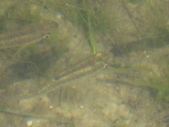 Heterandria formosa