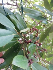 Rhododendron