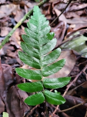 Blechnum occidentale