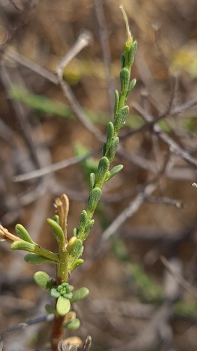 Image of Nolletia arenosa by (c) Petra Holland, some rights reserved (CC BY)