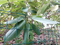 Rhododendron